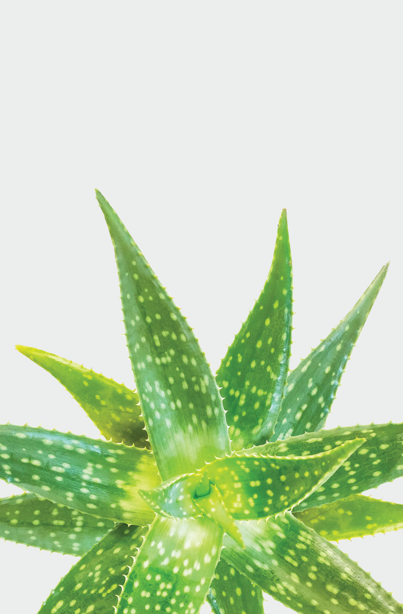 Aloe Vera in the bubble isolated on white background  Clipping paths included 