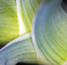 Aloe vera closeup abstraction, green 