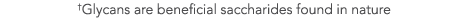  Glycans are beneficial saccharides found in nature