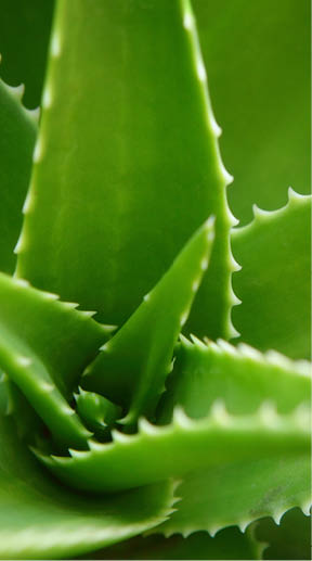 Closeup shot of Aloe Vera plant