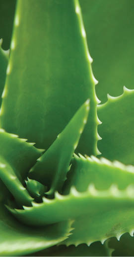 Closeup shot of Aloe Vera plant