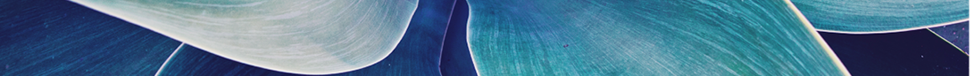 Abstract top view of the agave plant Dragon tree, blue fox tail agave Floral green pattern