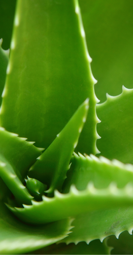 Closeup shot of Aloe Vera plant