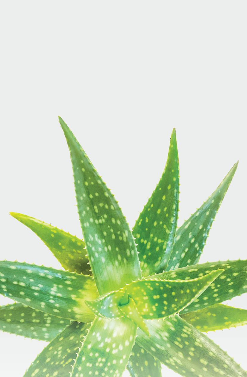 Aloe Vera in the bubble isolated on white background. Clipping paths included.