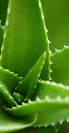 Closeup shot of Aloe Vera plant