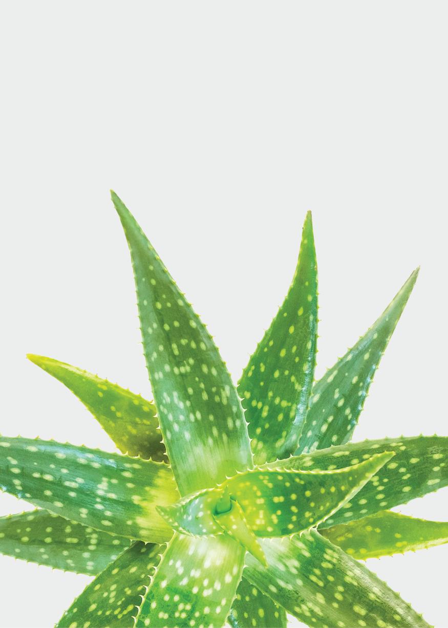 Aloe Vera in the bubble isolated on white background. Clipping paths included.