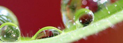 Macro close up of raindrops on plant leaf