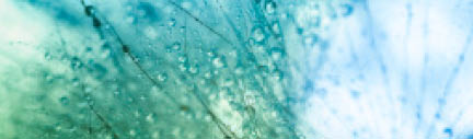 Dandelion seed