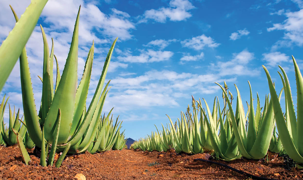 Aloe vera field; Furteventura, Canary Islands, Spain