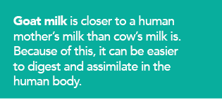 Goat milk is closer to a human mother s milk than cow s milk is  Because of this  it can be easier to digest and assi   